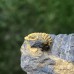 Acadolenus snajdri